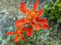 Paintbrush along the trail