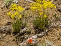 Wildflowers were abundant